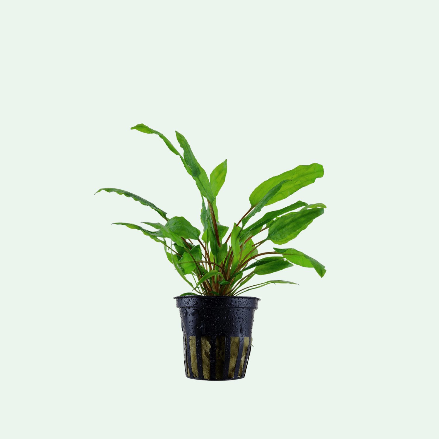 Cryptocoryne wendtii 'Green'