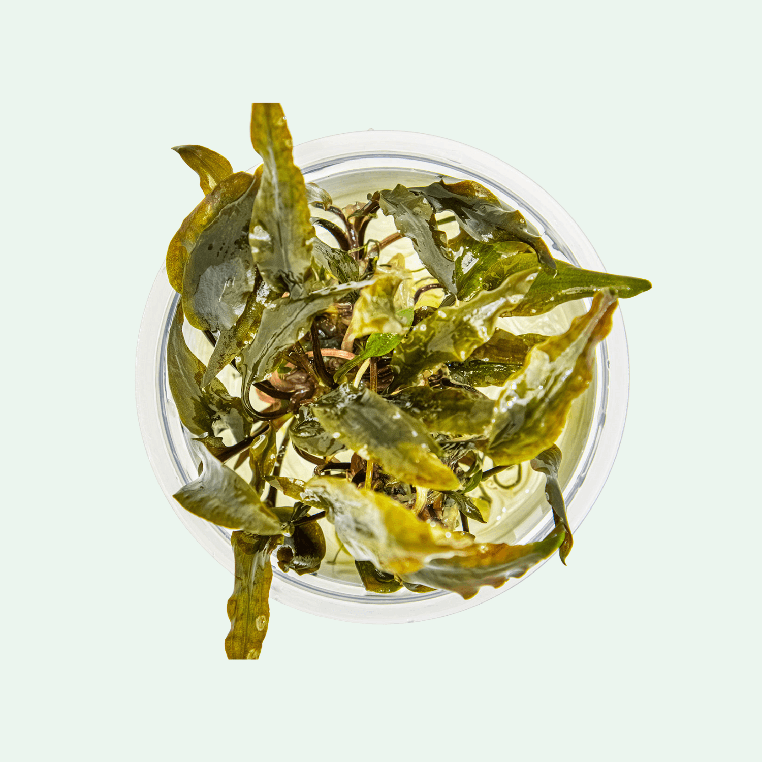 Cryptocoryne wendtii 'Mi Oya' - Invitro