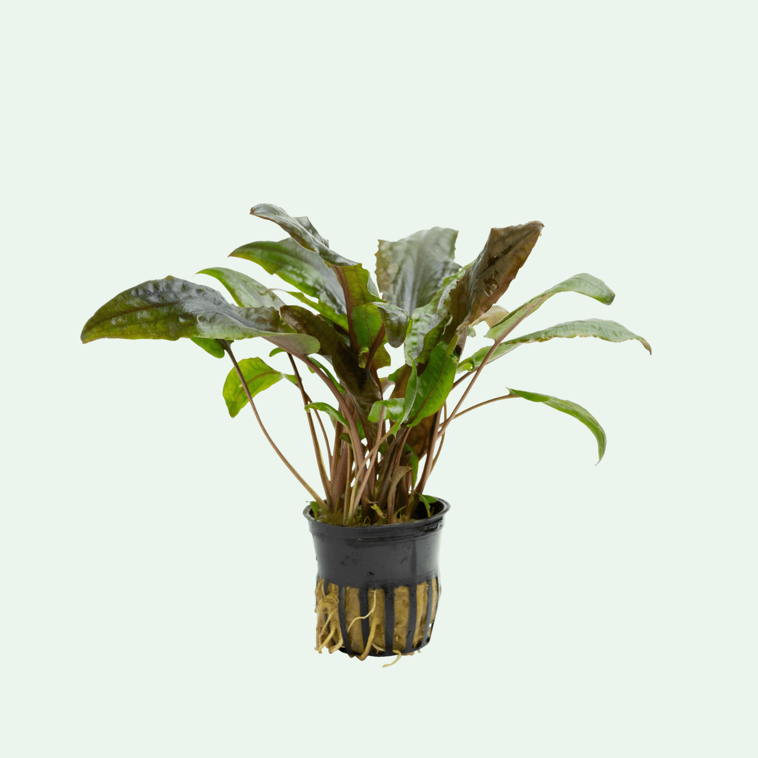 Cryptocoryne wendtii ‘Mi Oya’