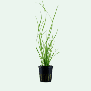 Cyperus helferi