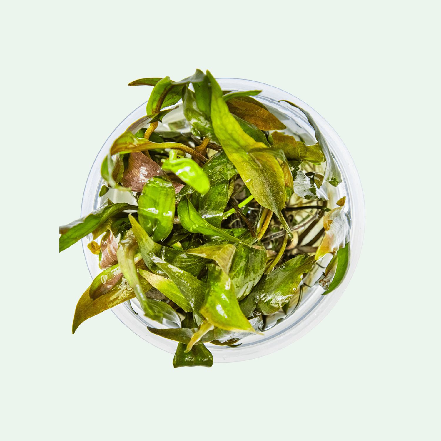 Cryptocoryne undulata 'Broad Leaf' - Invitro