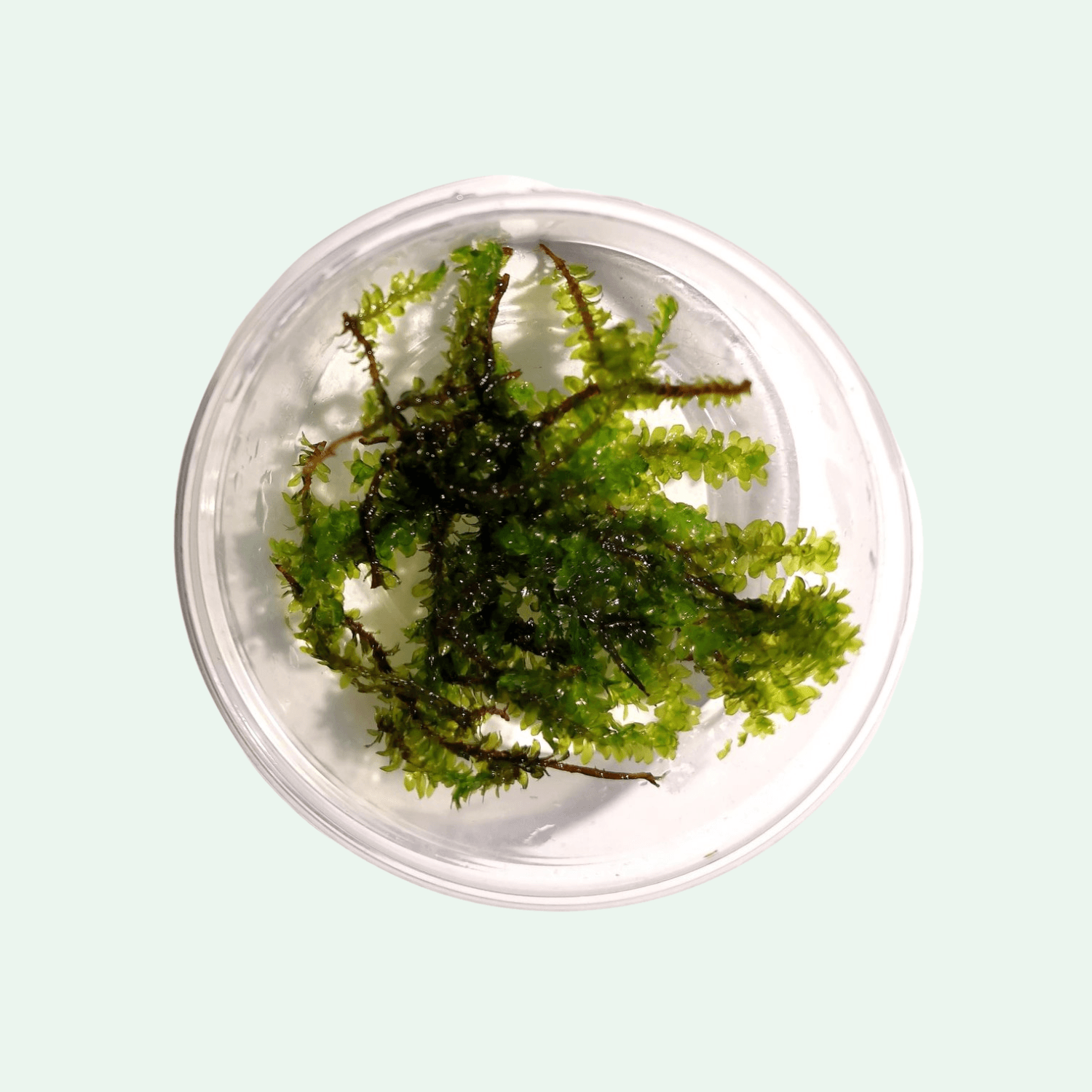 Distichophyllum Hookeriaceae sp. SÄLLSYNT