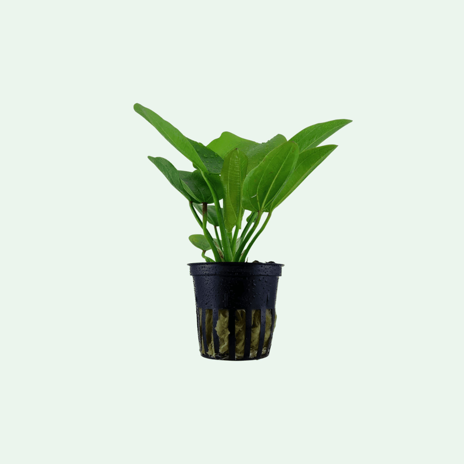 Echinodorus 'Aquartica'