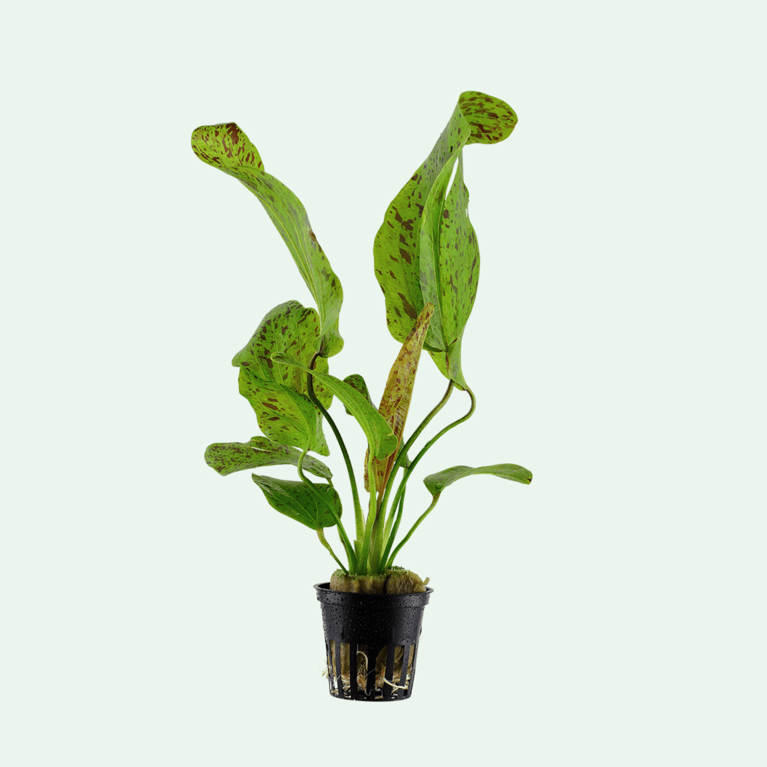 Echinodorus 'Ozelot Green'