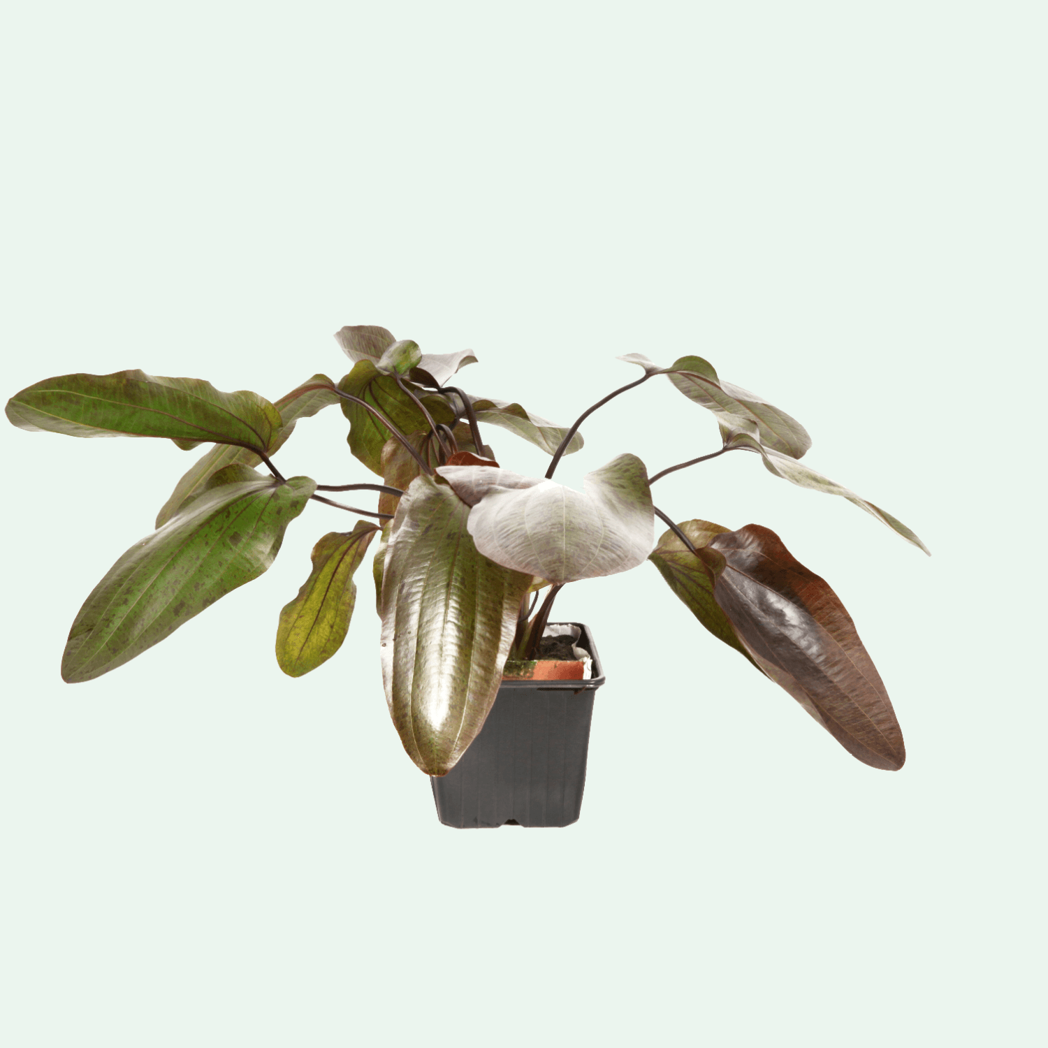 Echinodorus 'Ozelot' XL