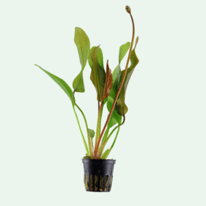 Echinodorus 'Red Diamond'