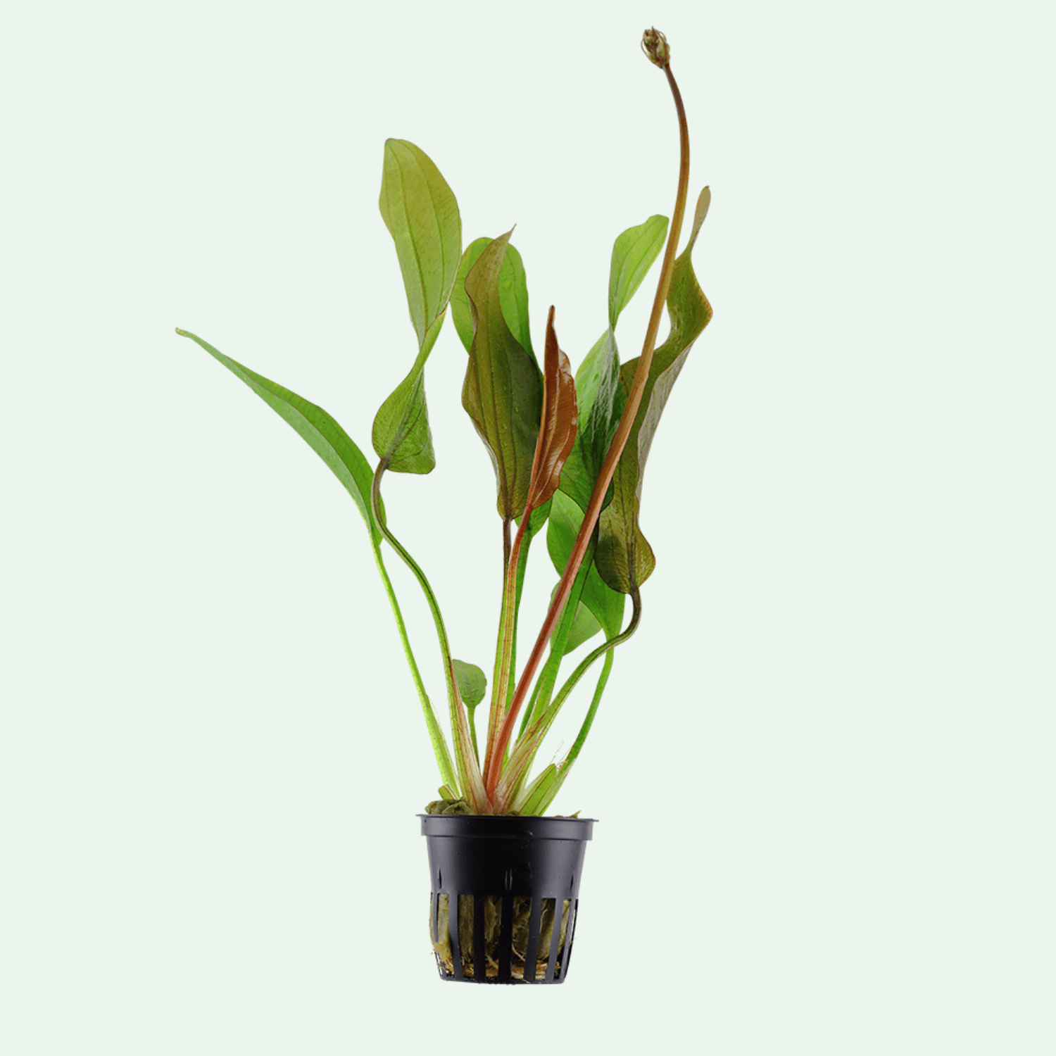 Echinodorus 'Red Diamond'