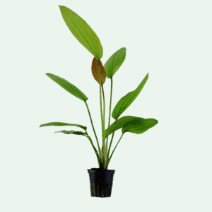 Echinodorus 'Rosé'