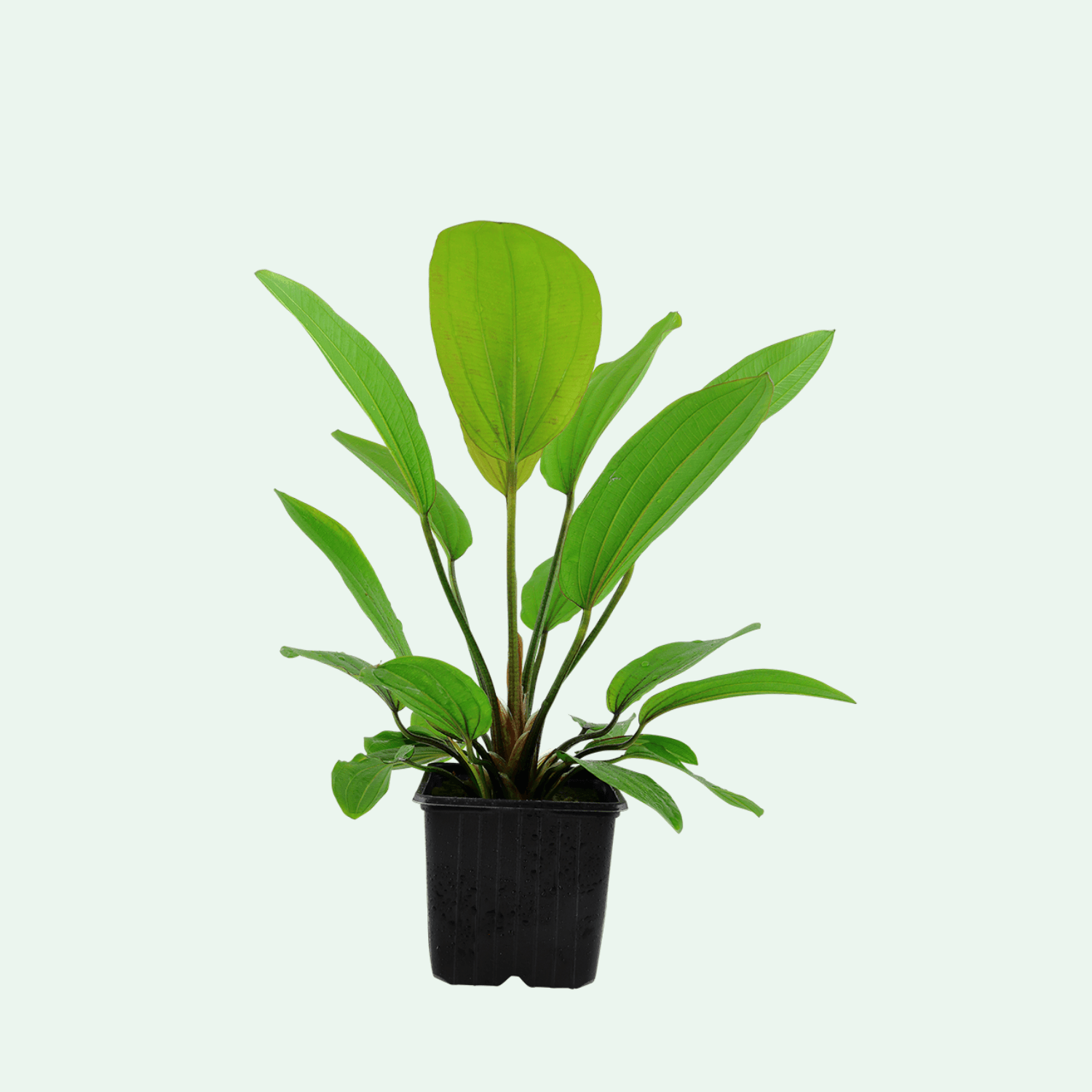 Echinodorus 'Rosé' XL