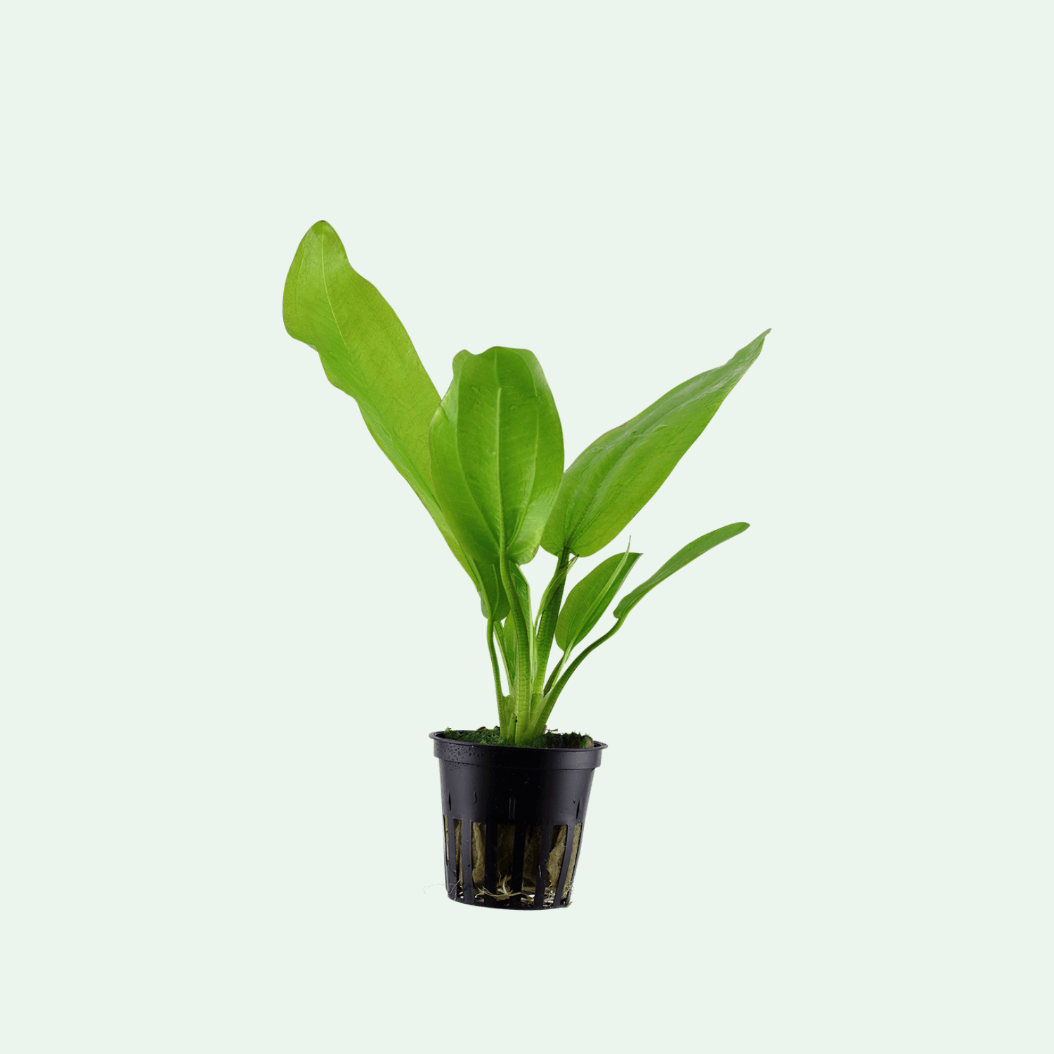 Echinodorus cordifolius 'Fluitans'