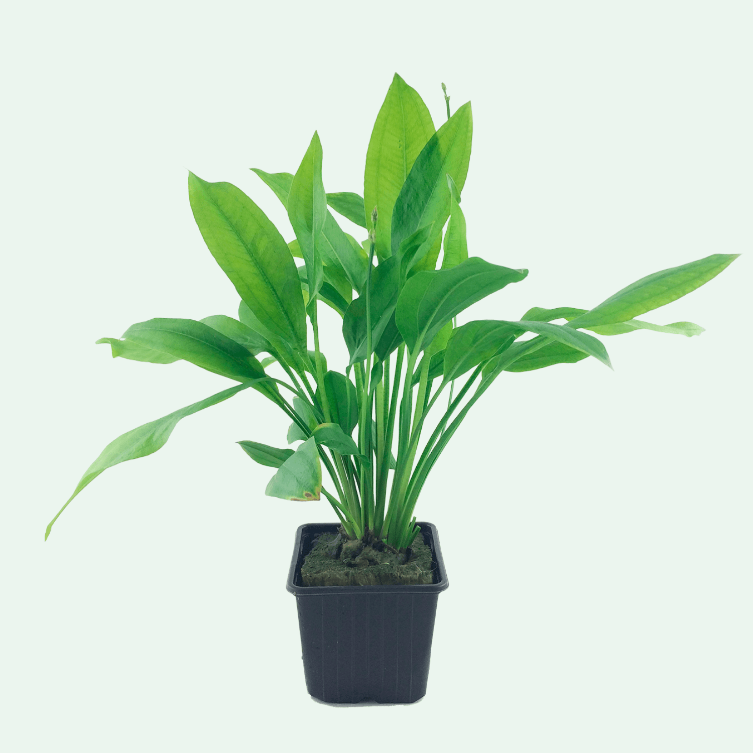 Echinodorus grisebachii 'Bleherae' XL