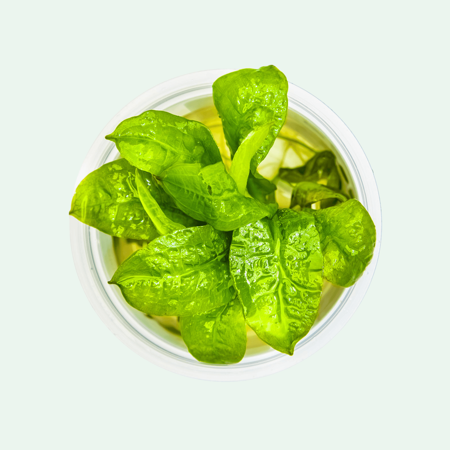 Echinodorus grisebachii 'Tropica' - Invitro