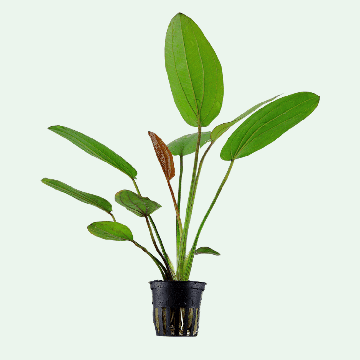 Echinodorus x barthii