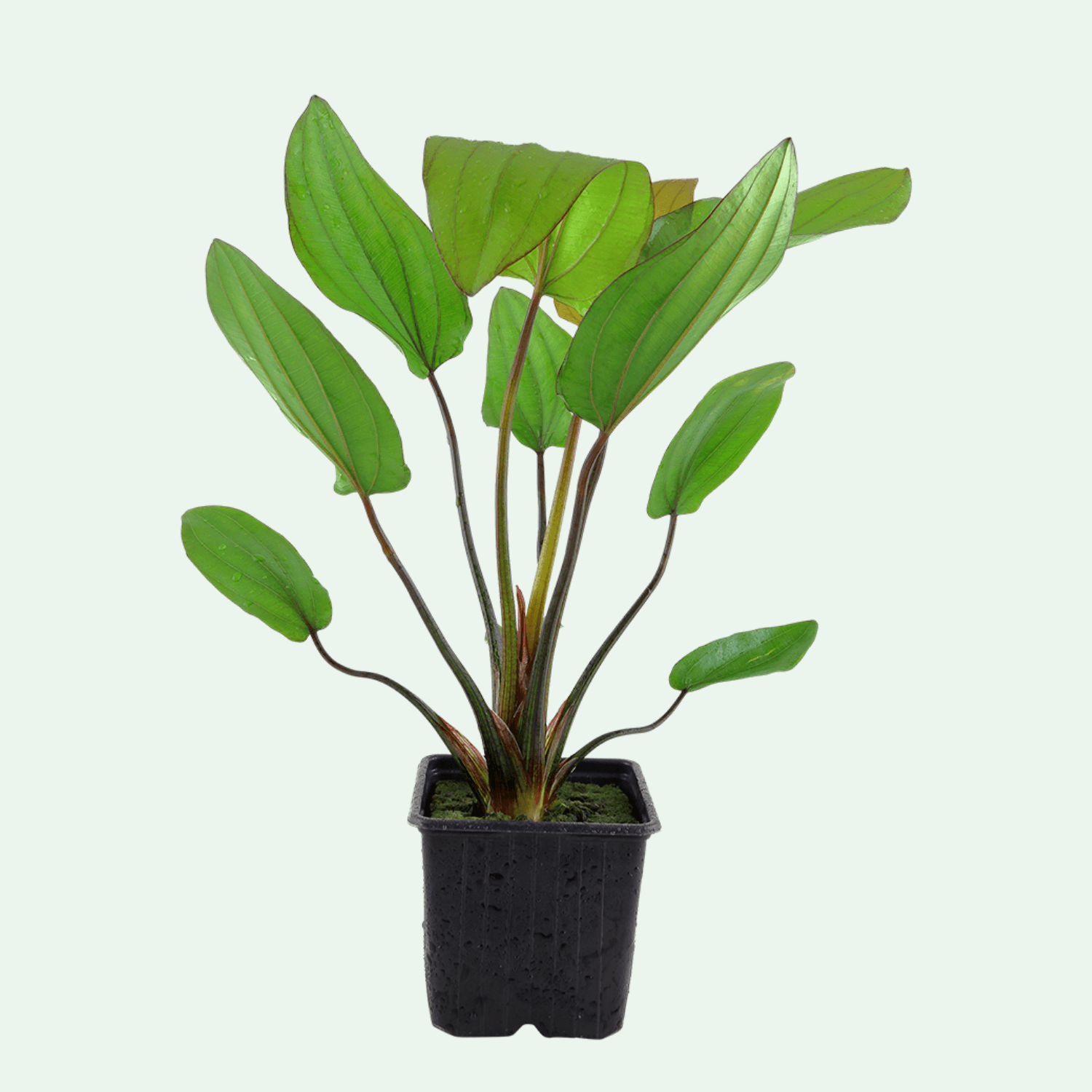 Echinodorus x barthii XL