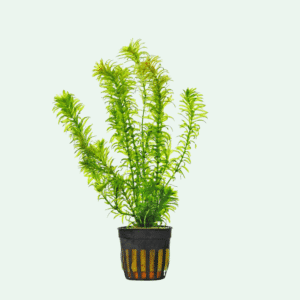 Egeria Densa ( Vattenpest )