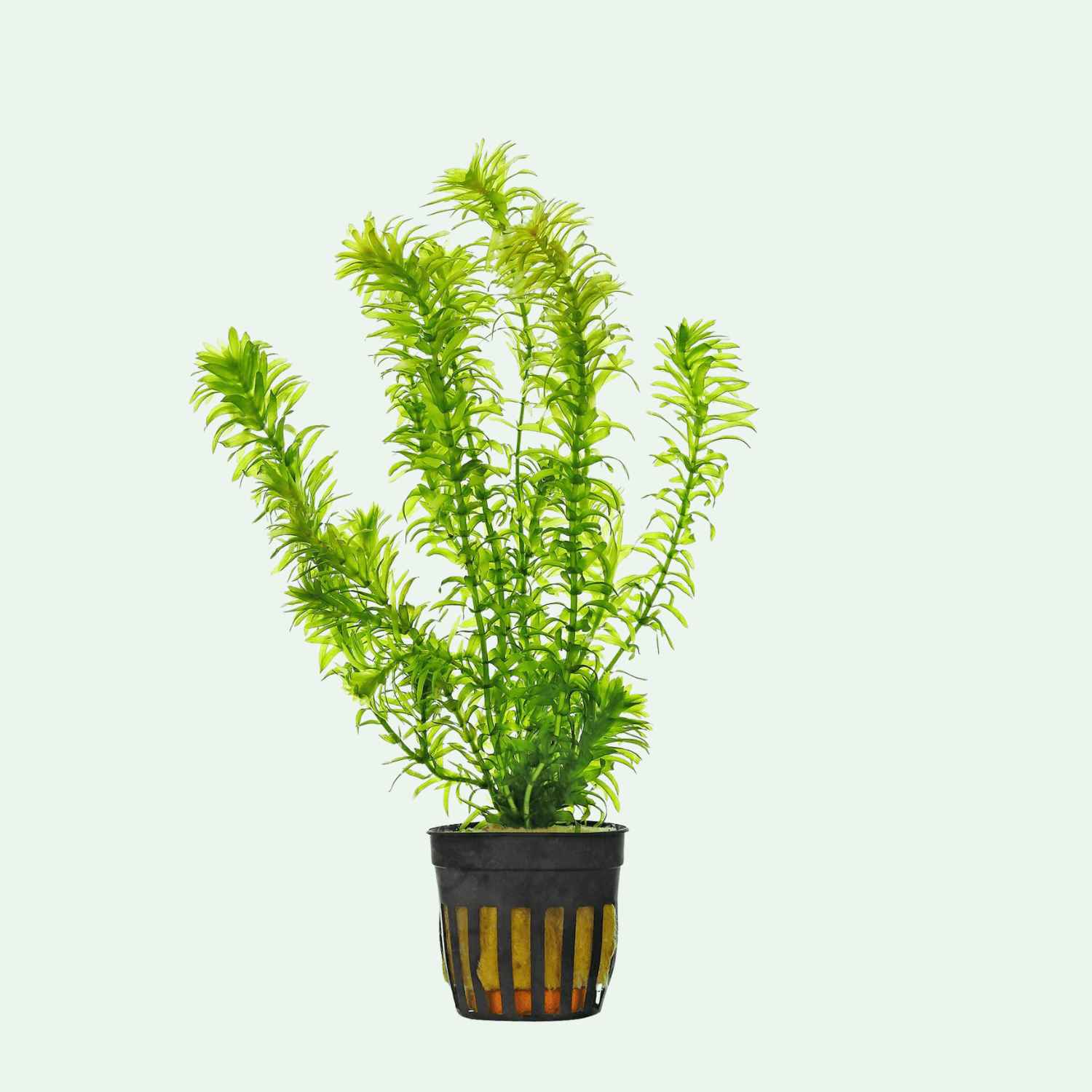 Egeria Densa ( Vattenpest )