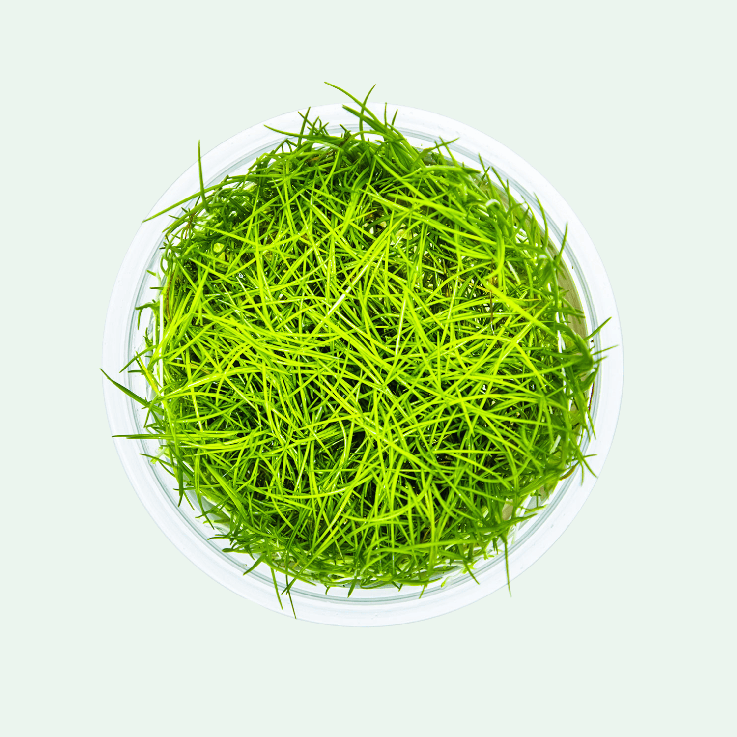 Eleocharis acicularis - Invitro