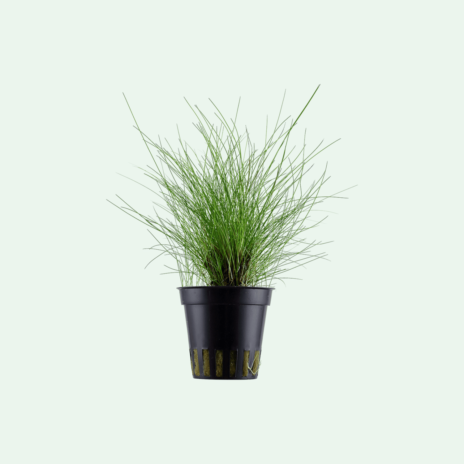 Eleocharis Parvula