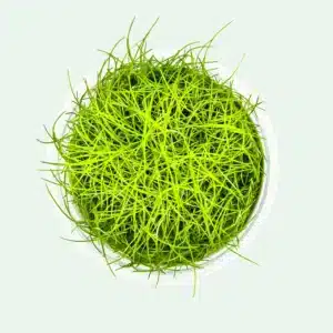 Eleocharis pusilla 'Mini' - Invitro