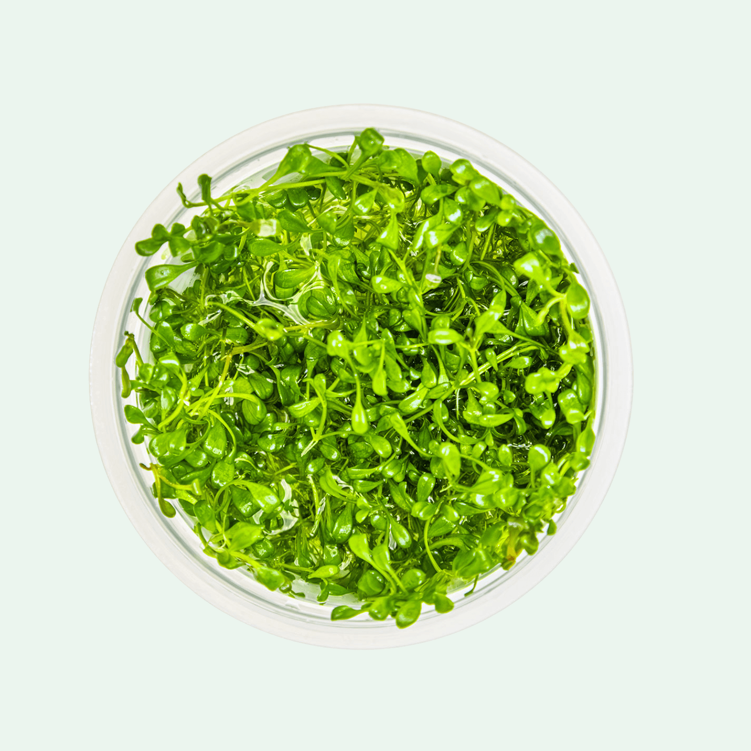 Glossostigma elatinoides - Invitro