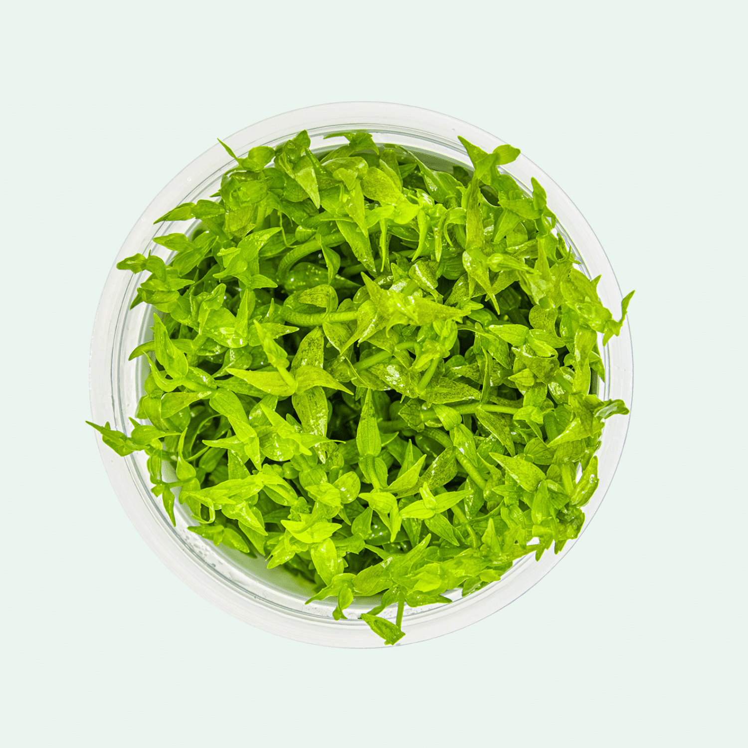 Gratiola viscidula - Invitro