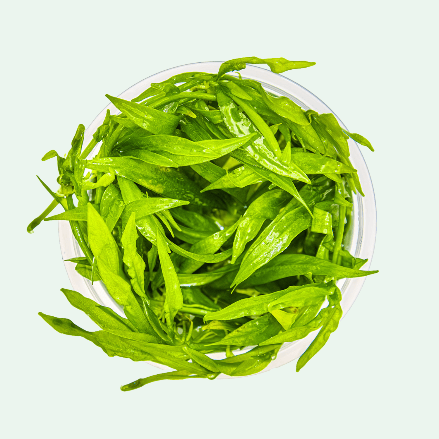 Helanthium bolivianum 'Quadricostatus - Invitro