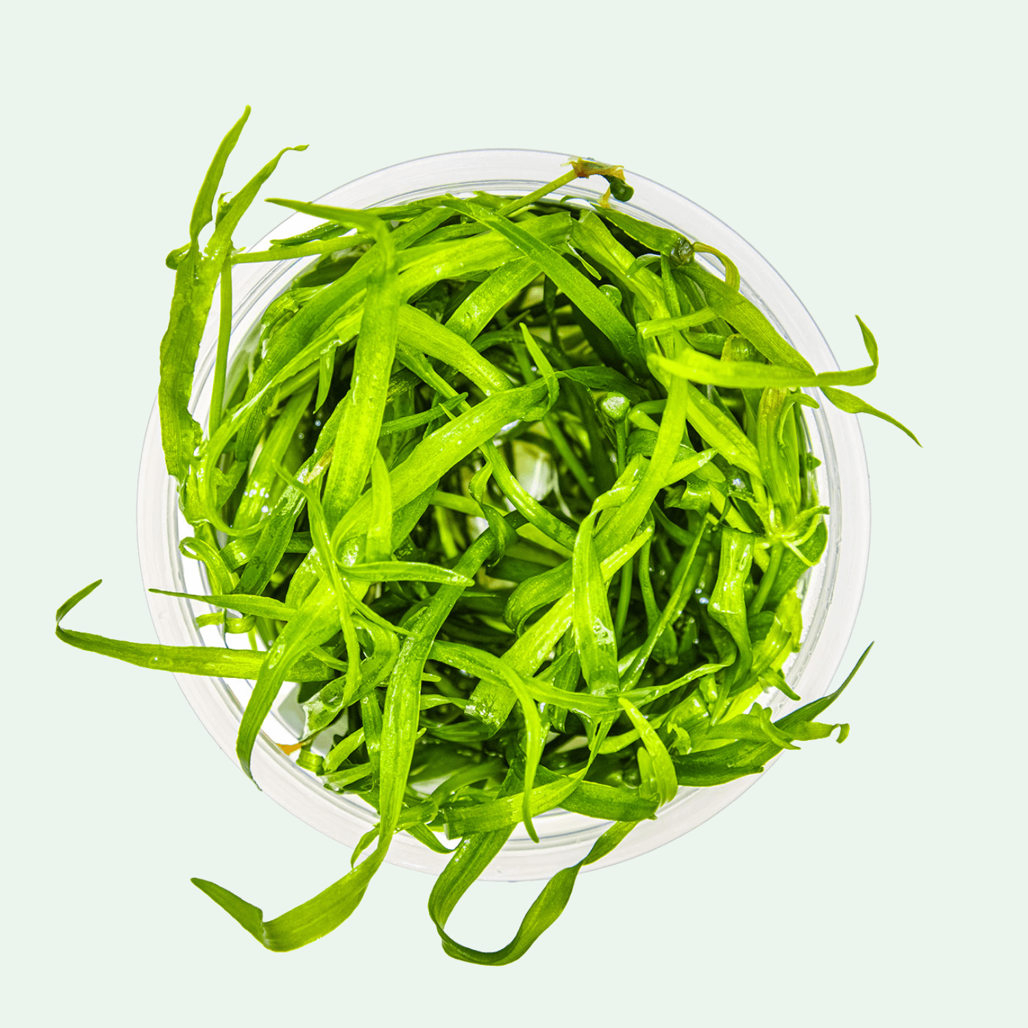 Helanthium tenellum 'Green' - Invitro