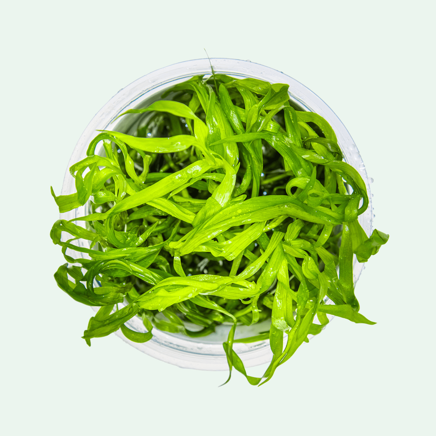 Heteranthera zosterifolia - Invitro