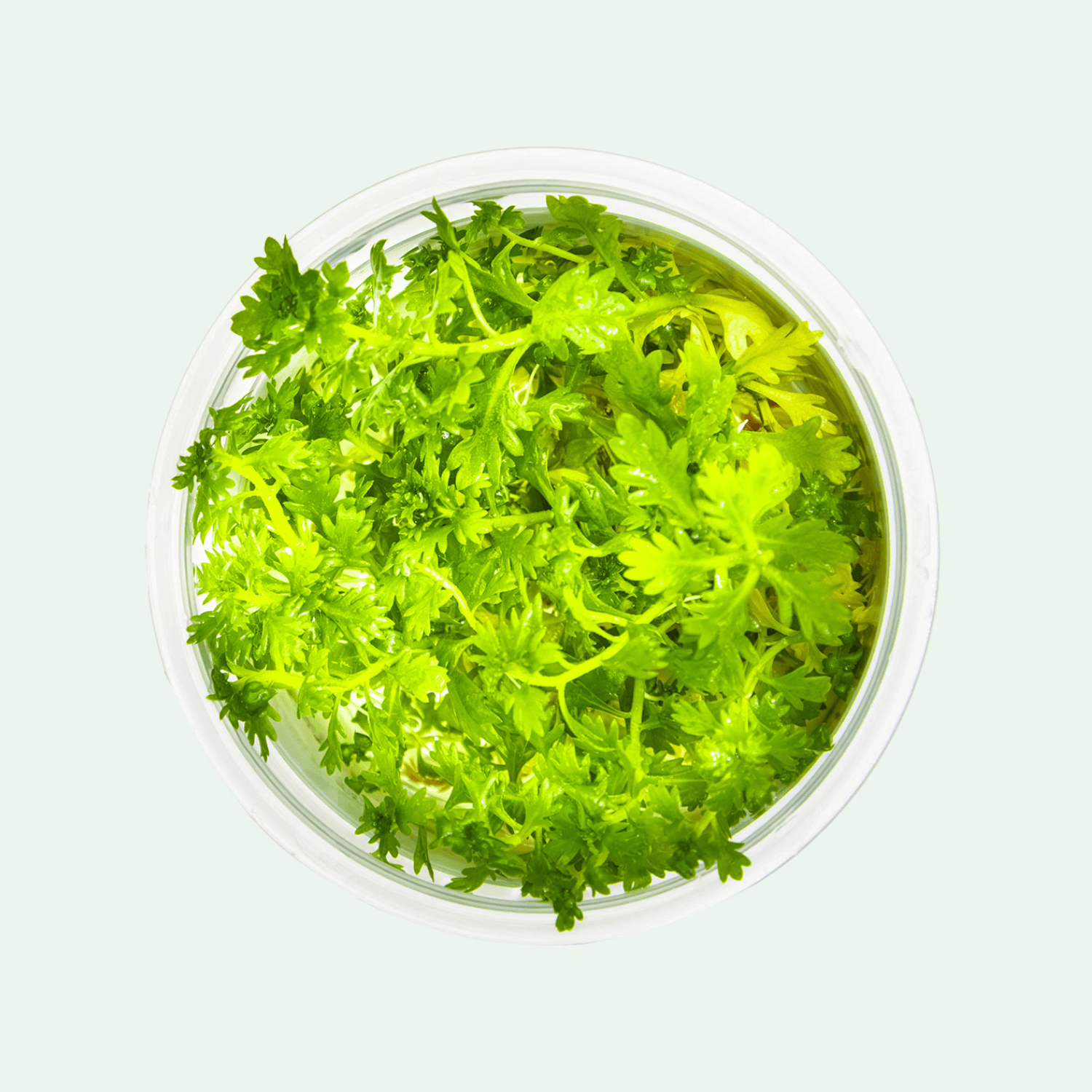 Hottonia palustris - Invitro