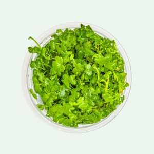 Hydrocotyle tripartita - Invitro