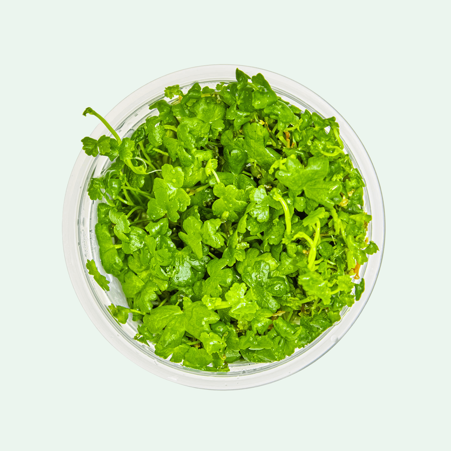 Hydrocotyle tripartita - Invitro