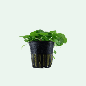 Hydrocotyle verticillata