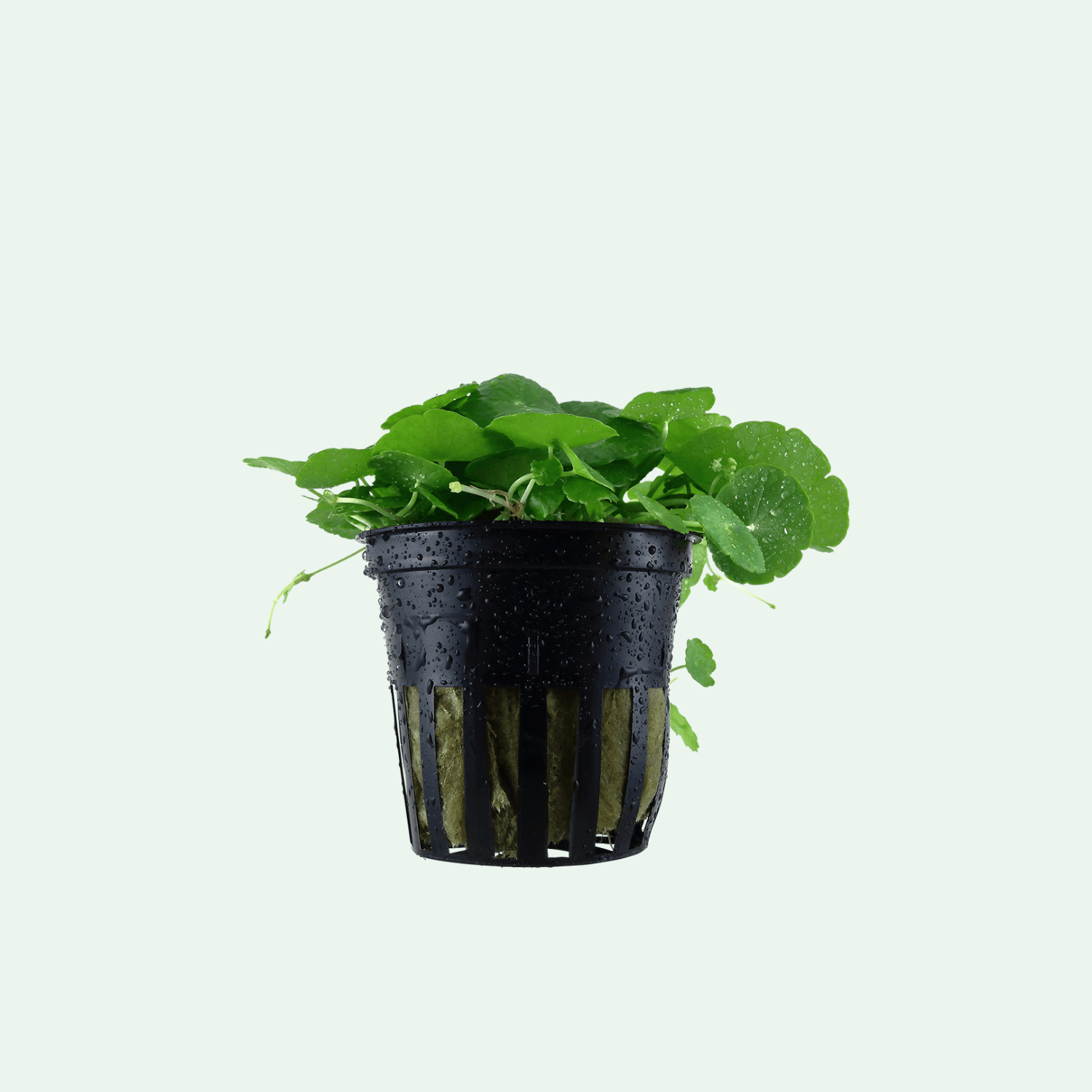 Hydrocotyle verticillata