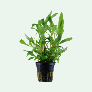 Hygrophila corymbosa 'Siamensis 53B'