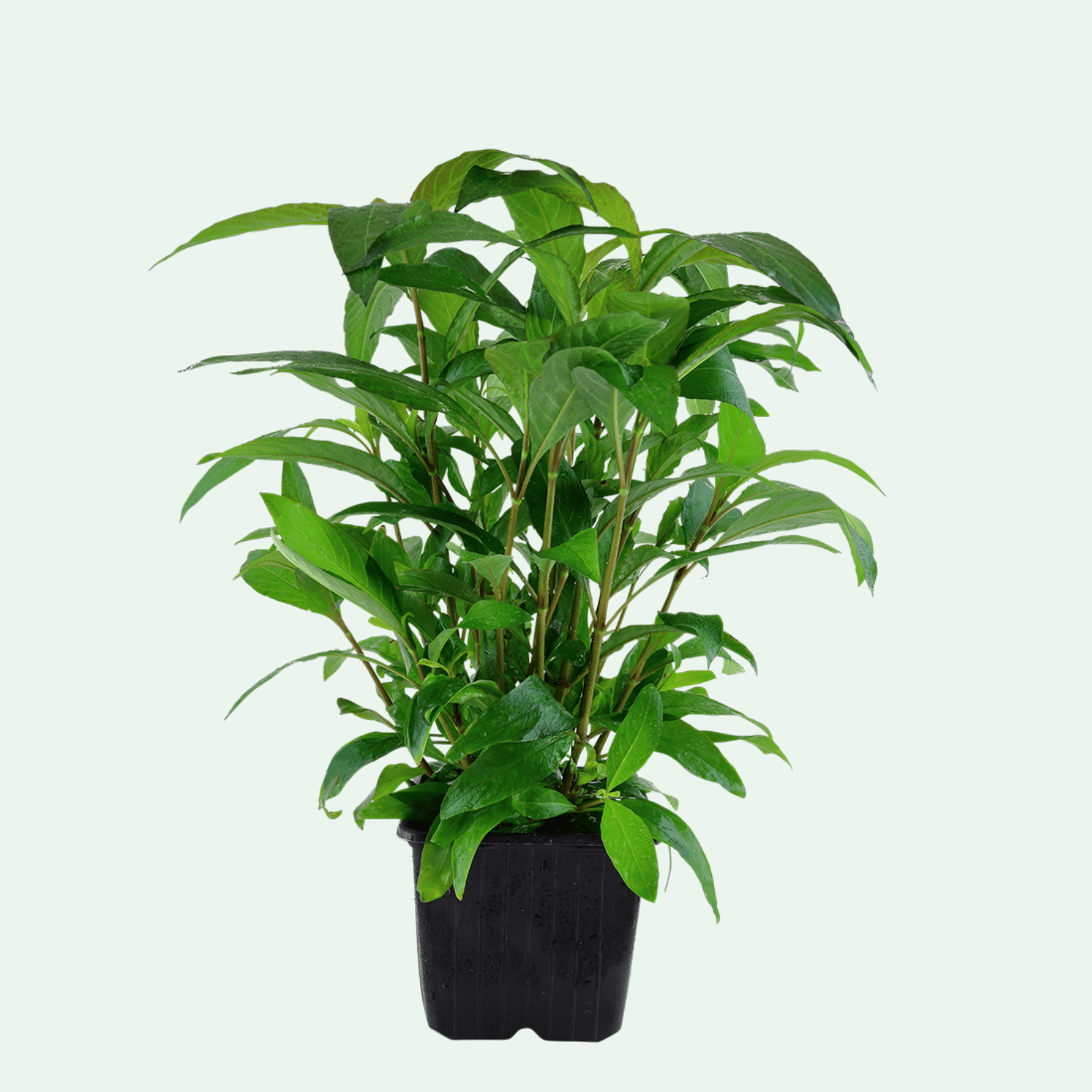 Hygrophila corymbosa 'Stricta' XL