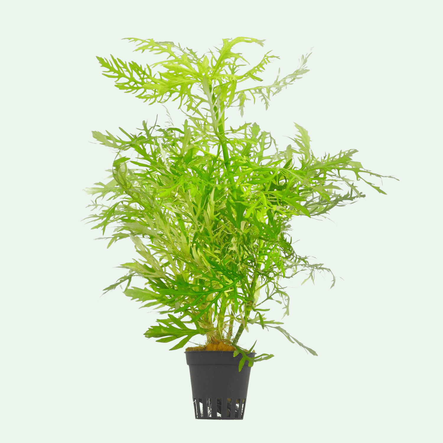 Hygrophila Difformis