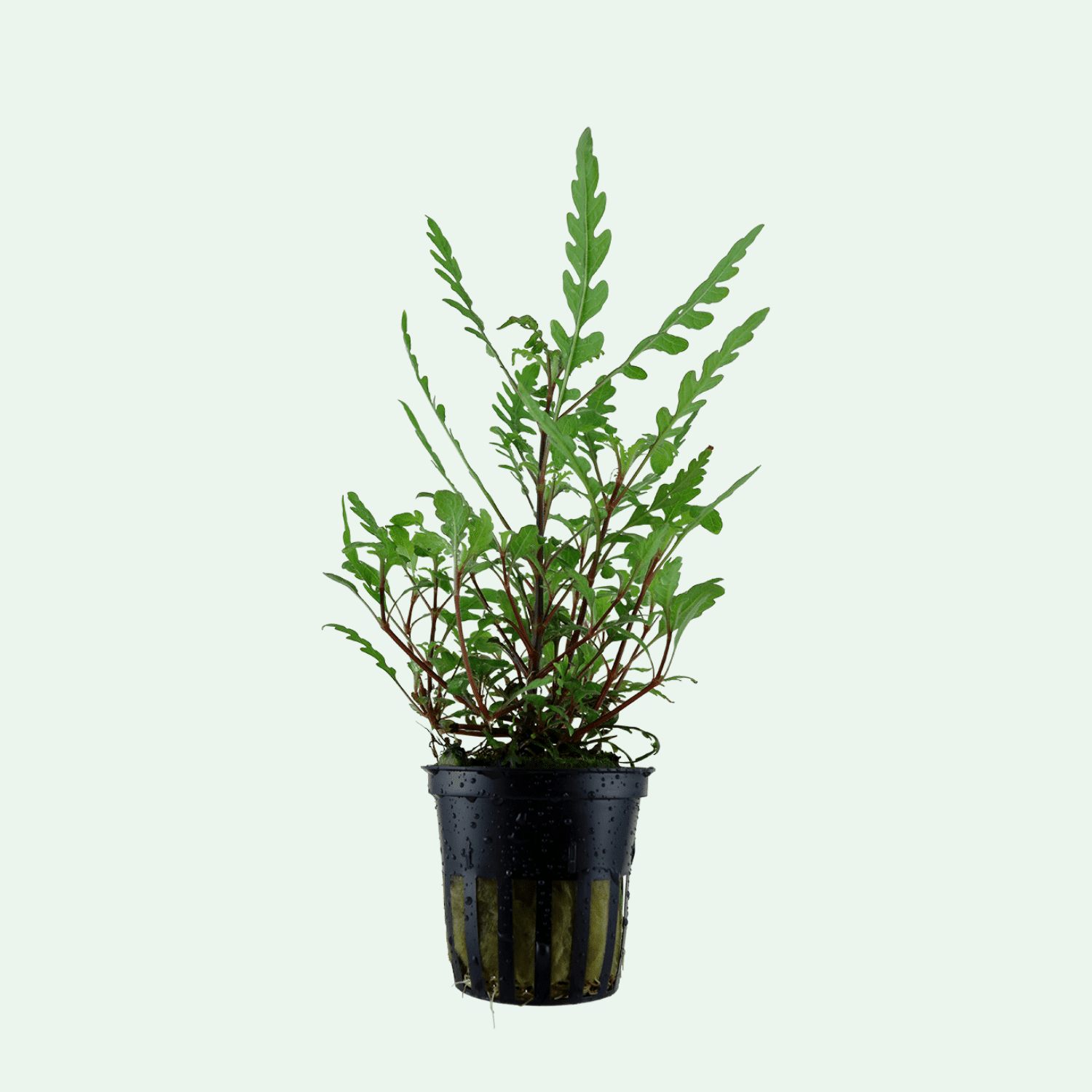 Hygrophila pinnatifida