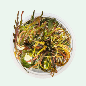 Hygrophila pinnatifida - Invitro