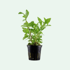 Hygrophila polysperma 'Rosanervig'