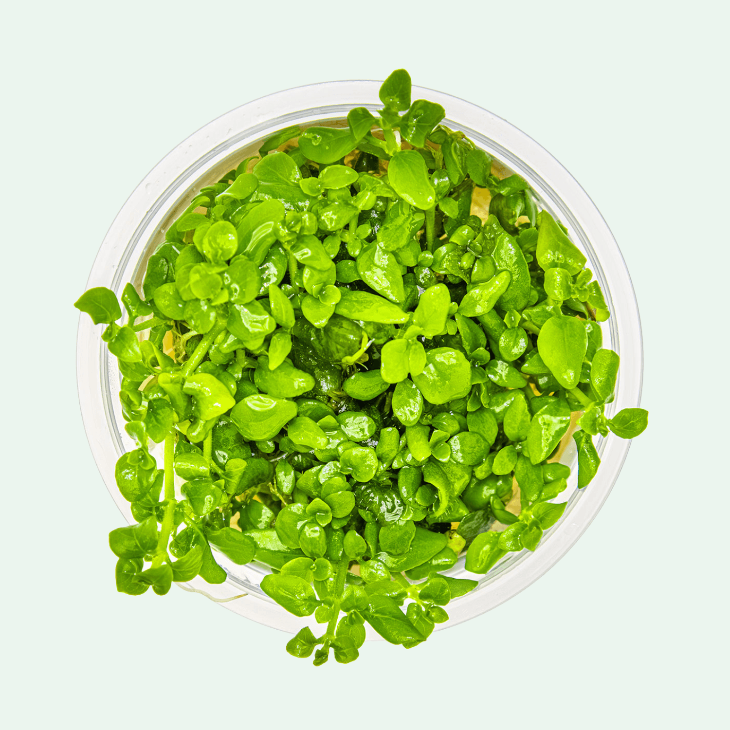 Hygrophila serpyllum - Invitro