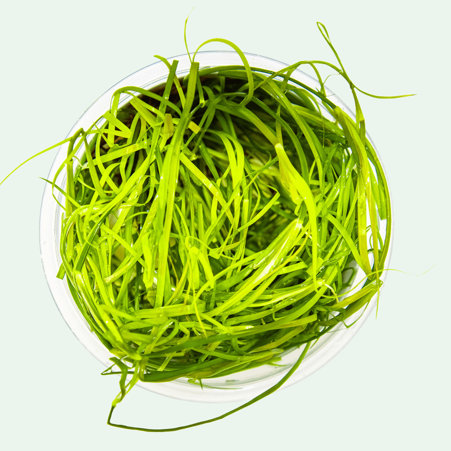 Juncus repens - Invitro