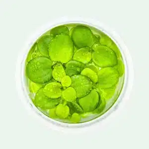 Limnobium laevigatum - Invitro