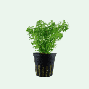 Limnophila sessiliflora