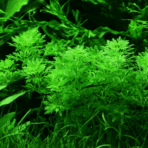 Växtpaket - Utvalda Lätta växter