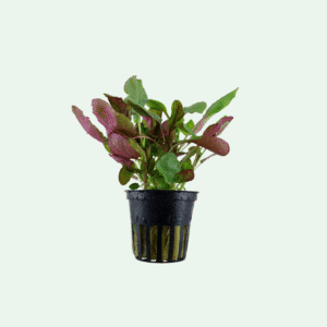Lobelia cardinalis