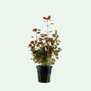 Ludwigia palustris 'Super Red'