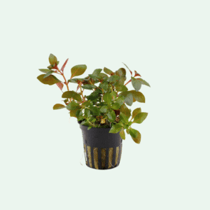 Ludwigia repens 'Rubin'