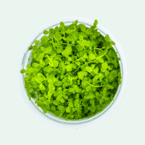 Micranthemum tweediei 'Monte Carlo' - Invitro