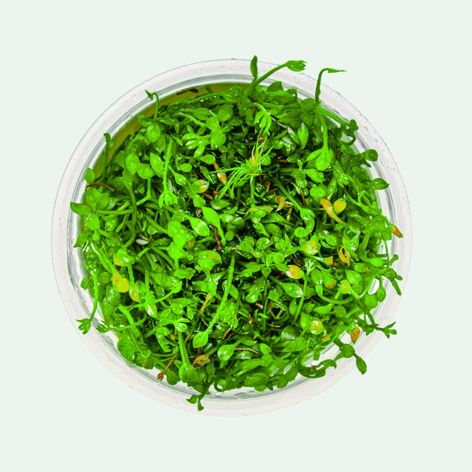 Marsilea minuta - Invitro