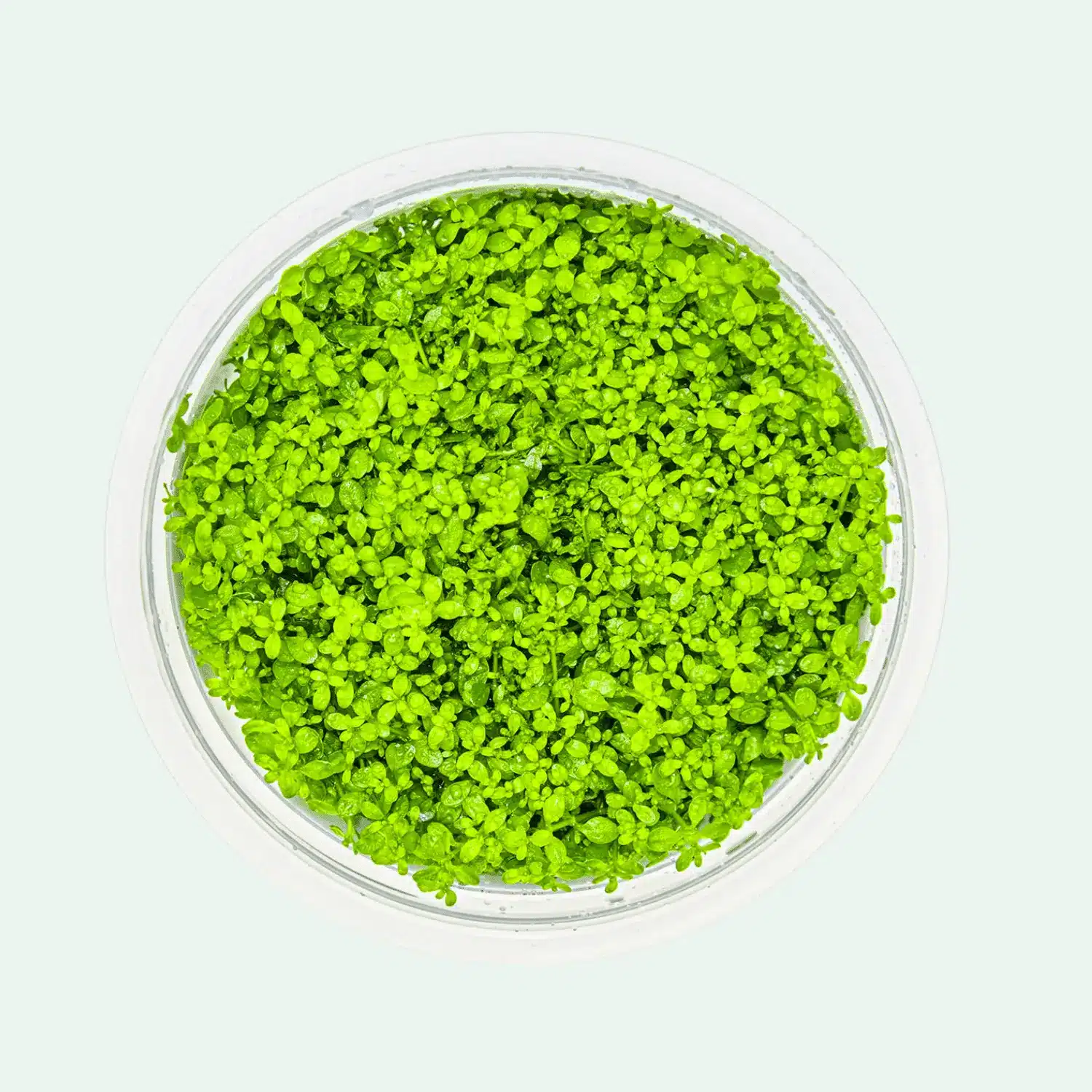 Micranthemum callitrichoides 'Cuba' - Invitro